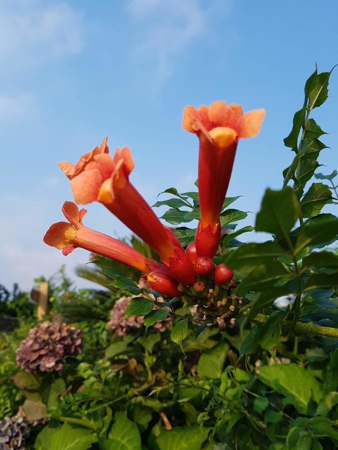סאוגוויפו Jeju Eco Suites מראה חיצוני תמונה