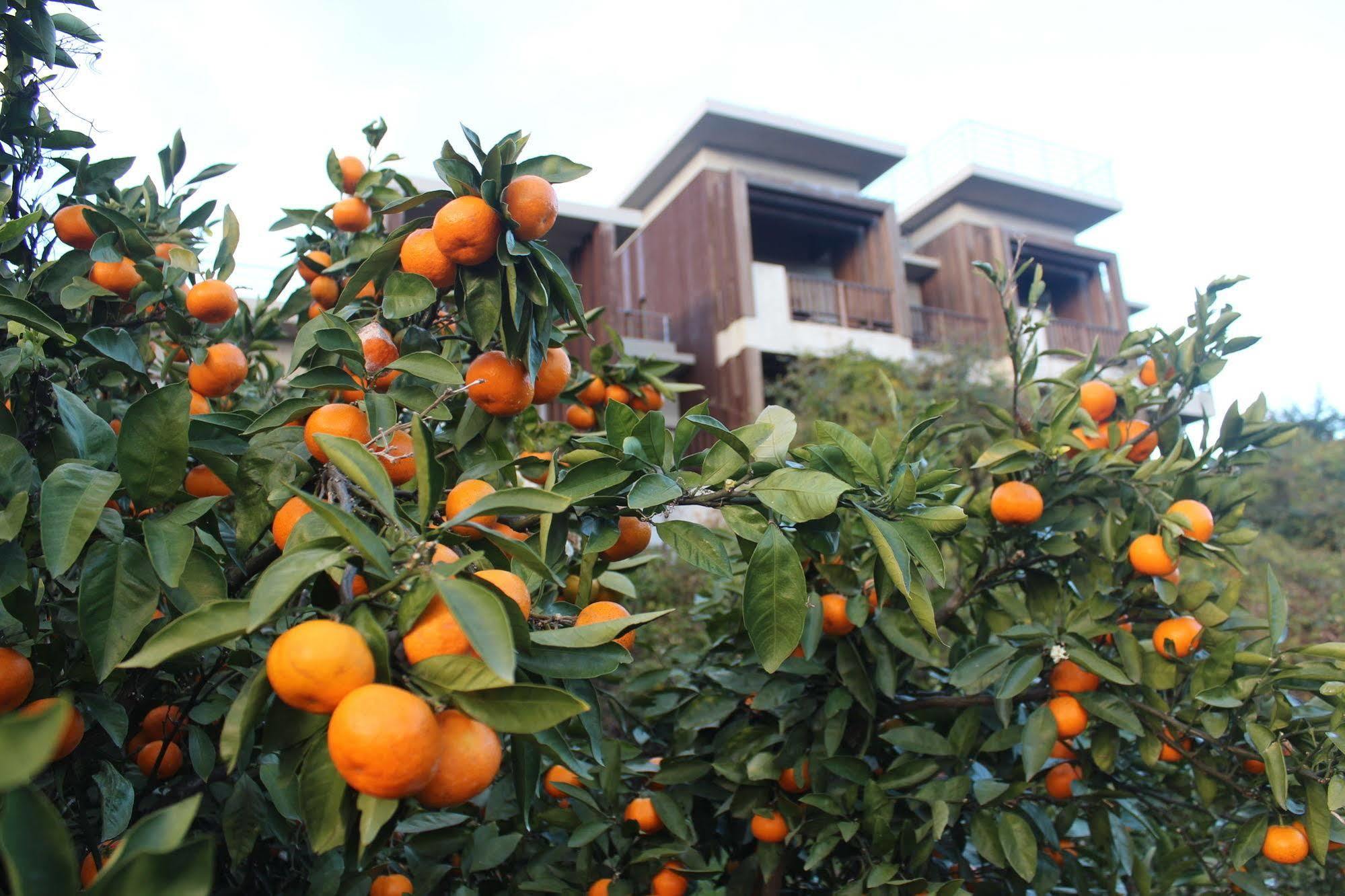 סאוגוויפו Jeju Eco Suites מראה חיצוני תמונה