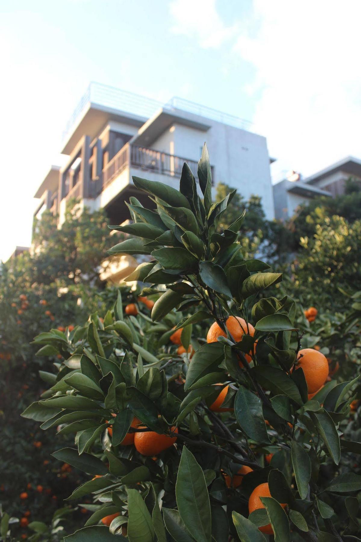 סאוגוויפו Jeju Eco Suites מראה חיצוני תמונה